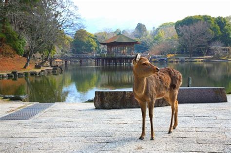 鹿 風水|鹿が縁起がいい2つの理由とは？4つの幸運と世界各国の鹿の言い。